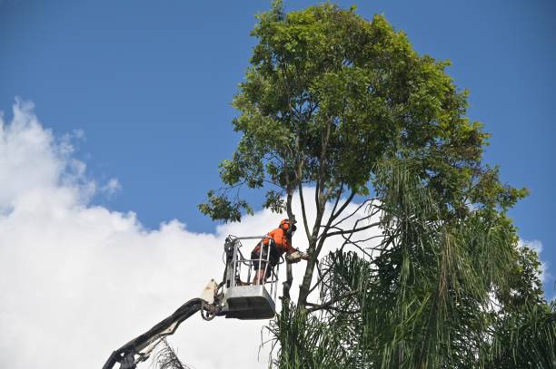 Mulching Services in Corona De Tucson, AZ