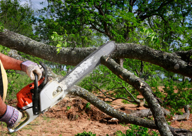 Tree and Shrub Care